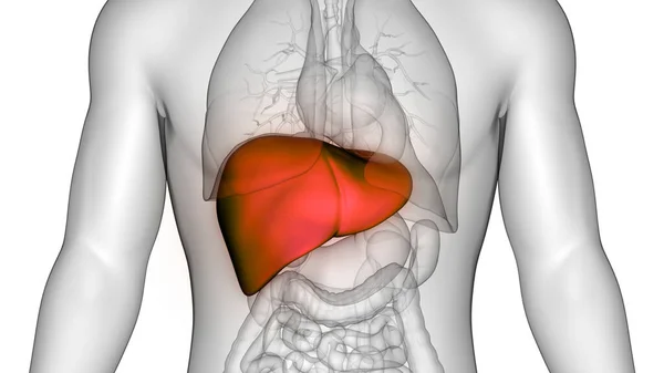 Organo Digestivo Interno Umano Anatomia Epatica — Foto Stock