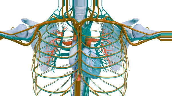 Ludzki Układ Krążenia Anatomia Serca — Zdjęcie stockowe