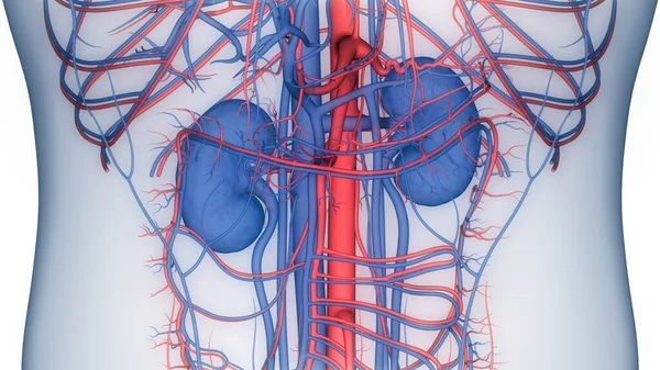 Anatomía Renal Del Sistema Urinario Humano —  Fotos de Stock