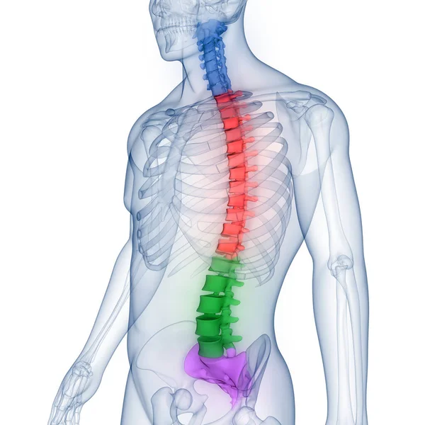 Colonna Vertebrale Del Midollo Spinale Anatomia Del Sistema Scheletrico Umano — Foto Stock