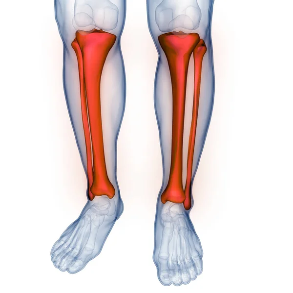 Ludzki System Szkieletowy Stawy Piszczelowe Strzałkowe Anatomia — Zdjęcie stockowe