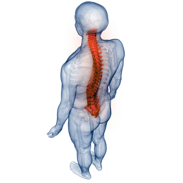 Colonna Vertebrale Del Midollo Spinale Anatomia Del Sistema Scheletrico Umano — Foto Stock