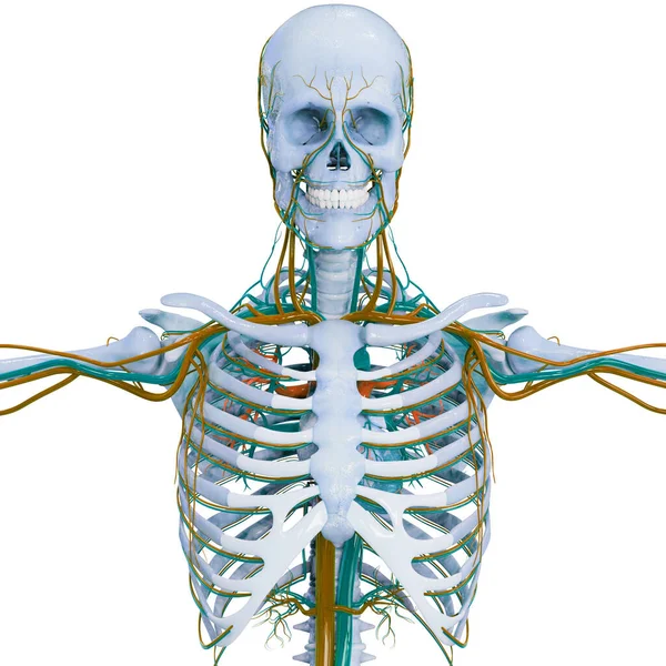 해부학 Human Circulatory System Heart Anatomy — 스톡 사진