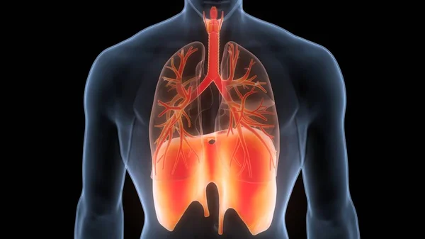 Plíce Lidského Dýchacího Ústrojí Membránovou Anatomií — Stock fotografie