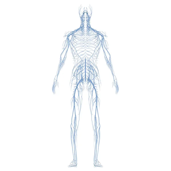 Sistema Circulatorio Humano Anatomía Del Corazón — Foto de Stock