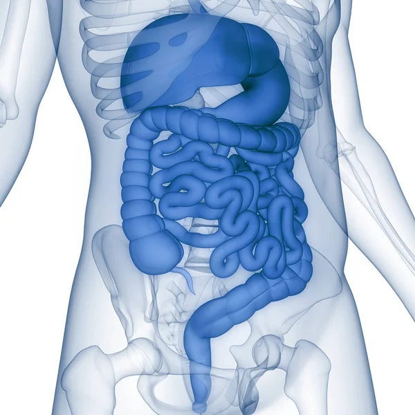 Anatomia Del Sistema Digestivo Umano — Foto Stock