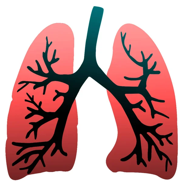 Sistema Respiratório Humano Anatomia Pulmonar — Fotografia de Stock