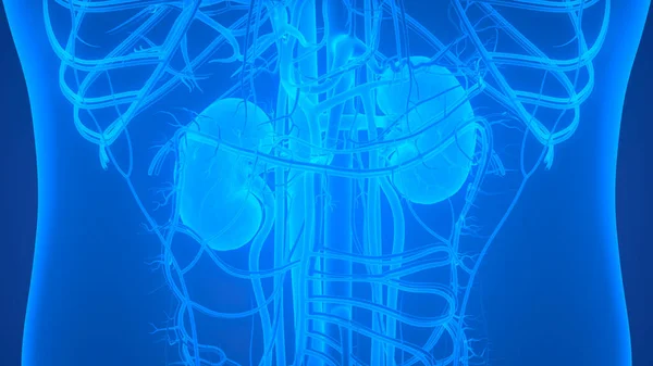 Анатомия Почек Мочеполовой Системы Человека — стоковое фото