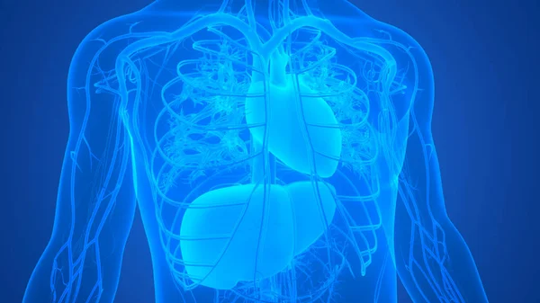 Sistema Circulatorio Humano Corazón Con Anatomía Hepática —  Fotos de Stock