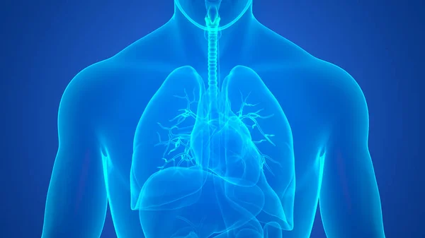 Human Respiratory System Lungs Anatomy — Stock Photo, Image