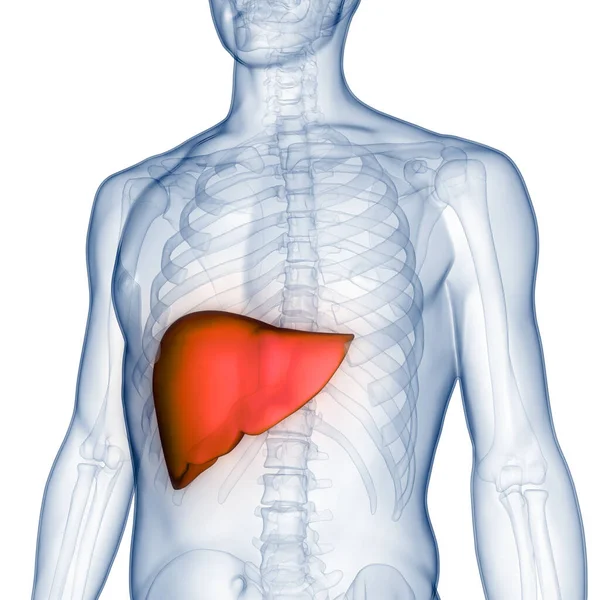 Human Internal Digestive Organ Liver Anatomy Inglés —  Fotos de Stock