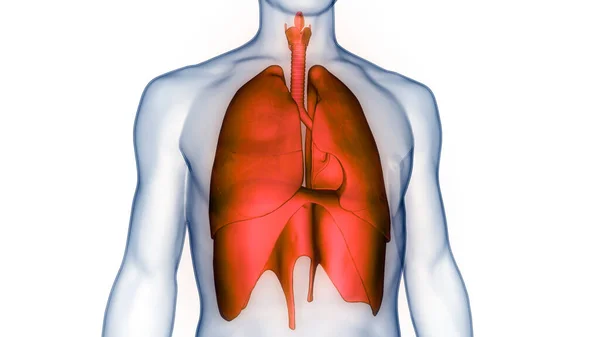 Sistema Respiratório Humano Pulmões Com Anatomia Diafragma — Fotografia de Stock