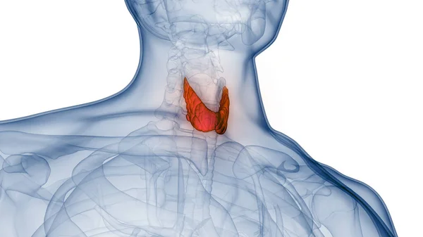 甲状腺腺体解剖中的人体腺体小叶 — 图库照片