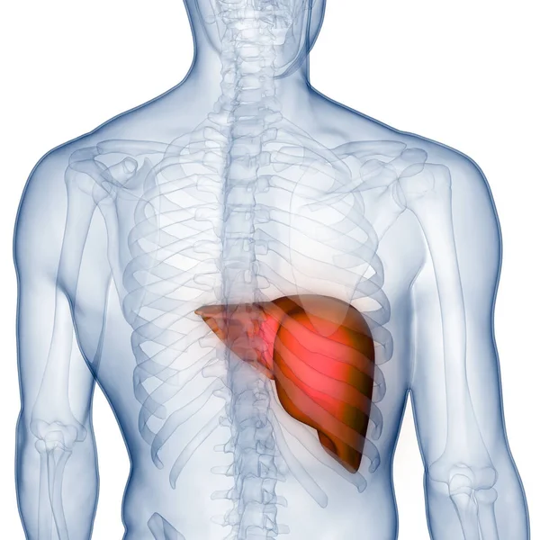 Nsan Sindirim Organı Anatomisi Boyut — Stok fotoğraf