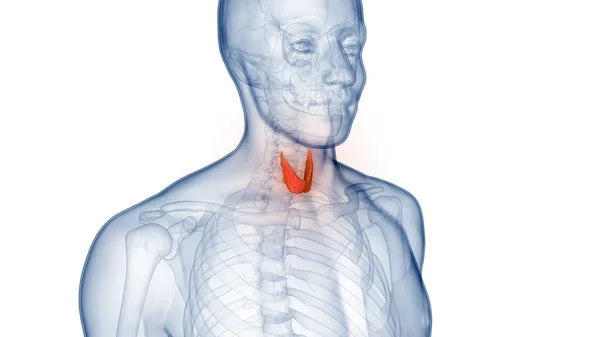 Glandes Corps Humain Lobes Anatomie Glande Thyroïde — Photo