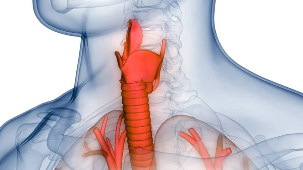 Ludzki Układ Oddechowy Larynx Anatomia Pharynxa — Zdjęcie stockowe