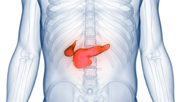Pâncreas Orgnas Internos Humanos Com Anatomia Vesícula Biliar — Fotografia de Stock