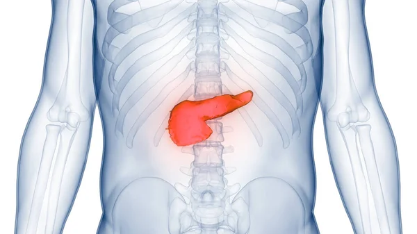 人間の内臓の膵臓の解剖学 — ストック写真