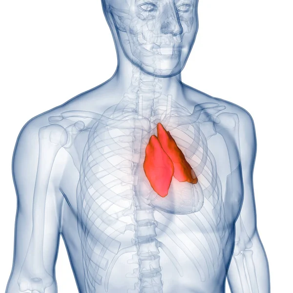人类腺体胸腺解剖 — 图库照片