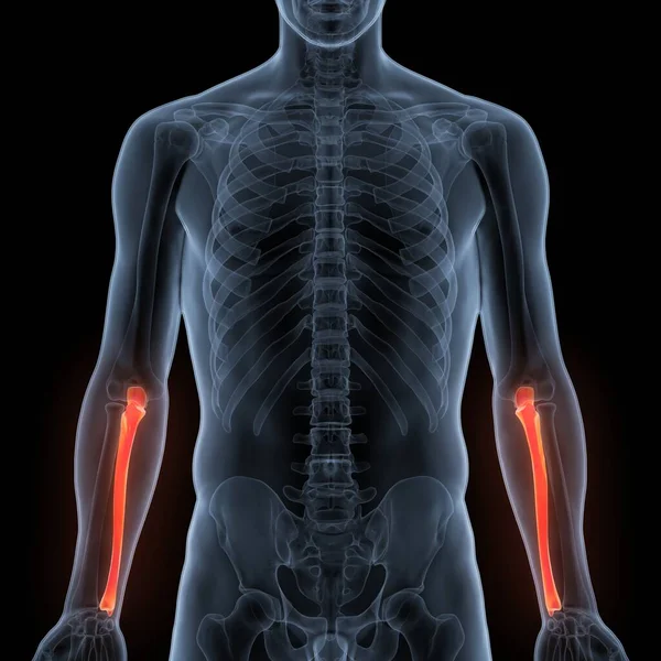 Sistema Esquelético Humano Anatomía Las Articulaciones Óseas Ulna —  Fotos de Stock