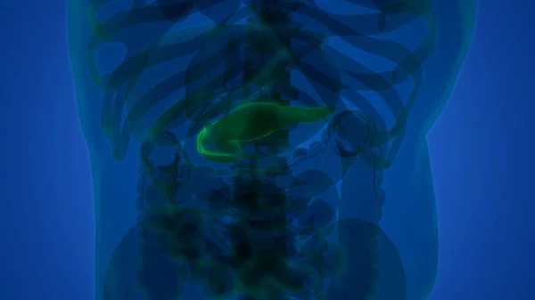Anatomia Pâncreas Órgão Interno Humano — Fotografia de Stock