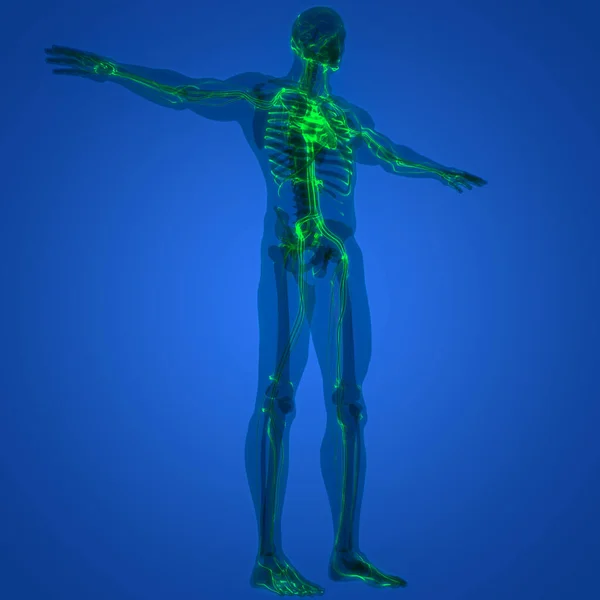 Ilustracja Anatomii Ludzkiego Szkieletu Systemu — Zdjęcie stockowe