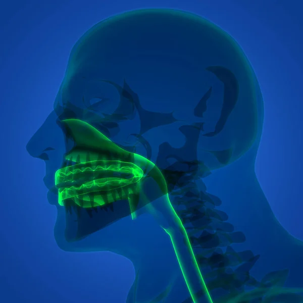 Nsan Skelet Sistemi Kafatası Kemiği Diş Anatomisi Ile Çene Parçası — Stok fotoğraf