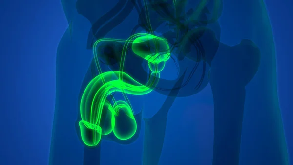 男性生殖器系解剖学 — ストック写真
