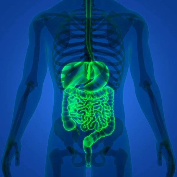 Anatomía Del Sistema Digestivo Humano — Foto de Stock