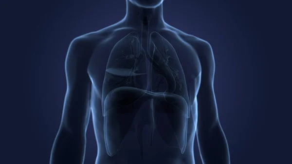 Anatomie Pulmonaire Système Respiratoire Humain — Photo