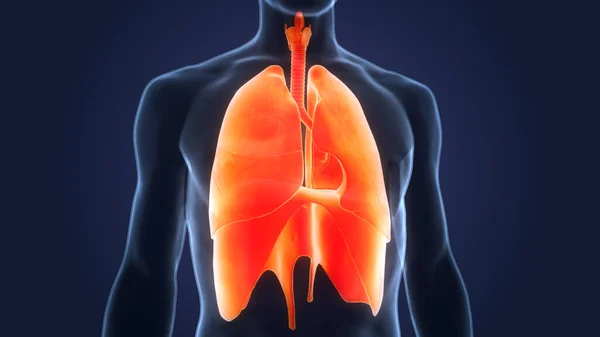 Sistema Respiratório Humano Pulmões Com Anatomia Diafragma — Fotografia de Stock