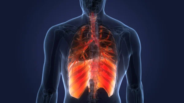 Human Respiratory System Lungs Diaphragm Anatomy — стокове фото