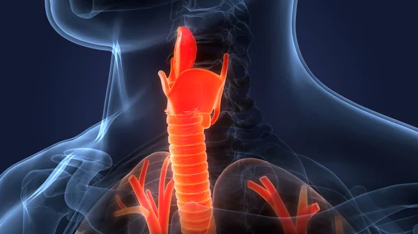 Ludzki Układ Oddechowy Larynx Anatomia Pharynxa — Zdjęcie stockowe