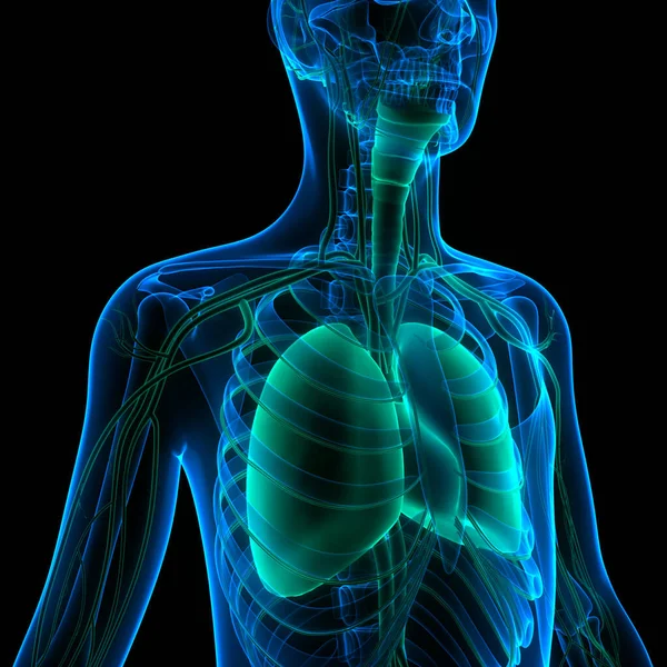 Anatomia Polmonare Del Sistema Respiratorio Umano — Foto Stock