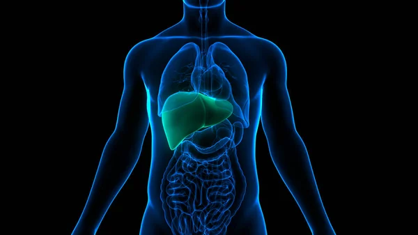 Human Internal Digestive Organ Liver Anatomy. 3D