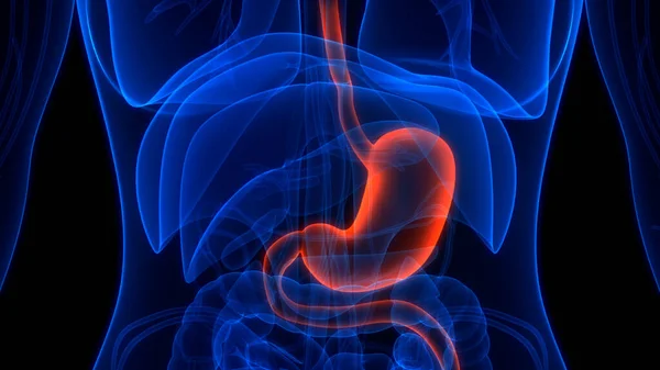 Système Digestif Humain Anatomie Estomac — Photo