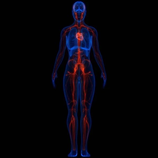 Sistema Circulatório Humano Anatomia Cardíaca — Fotografia de Stock