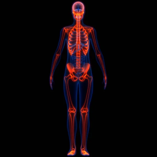 Ilustração Anatomia Sistema Esqueleto Humano — Fotografia de Stock