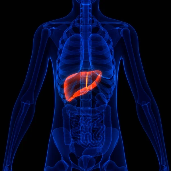 Organo Digestivo Interno Umano Anatomia Epatica — Foto Stock