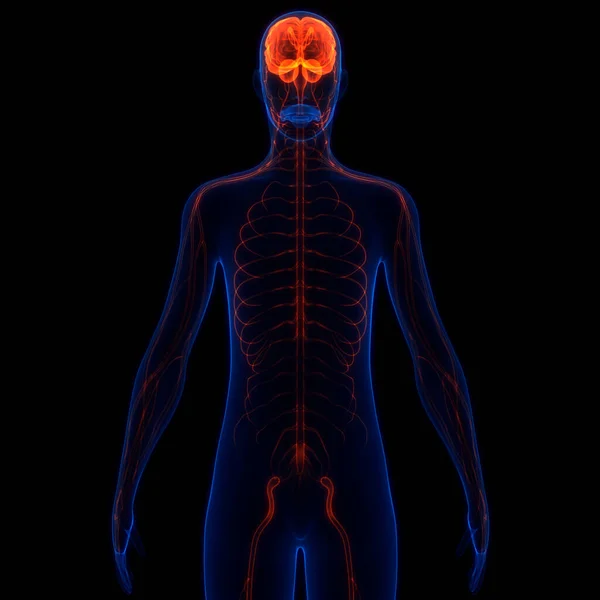 Centralny Organ Anatomii Mózgu Ludzkiego Układu Nerwowego — Zdjęcie stockowe