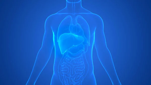 Anatomie Des Menschlichen Verdauungsorgans Leber lizenzfreie Stockbilder