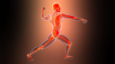 İnsan iskelet sistemi eklemleri anatomisi