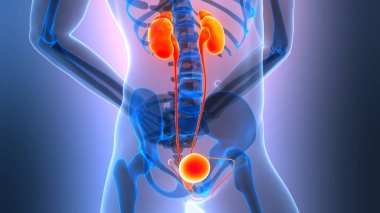 Mavi gövdede böbrekleri ve mesanesi olan insan idrar sistemi anatomisi.