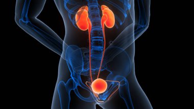 Mesane Anatomisi olan İnsan İdrar Sistemi Böbrekleri