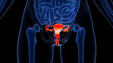 Kadın Üreme Sistemi Anatomisi