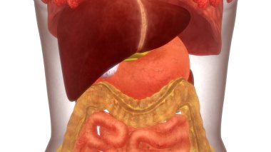 İnsan Sindirim Sistemi Anatomisi