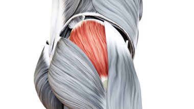 İnsan Kas Sistemi Bacak Kasları Orta Kas Anatomisi Animasyon Kavramı