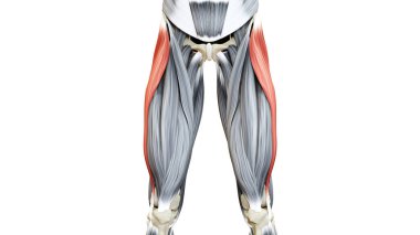 İnsan Kas Sistemi Kasları Tensör Fasciae Latae Kas Anatomisi