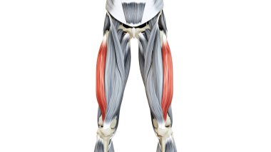 İnsan Kas Sistemi Kasları Vastus Lateralis Kas Anatomisi
