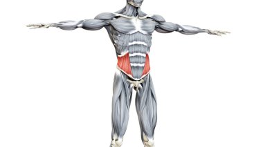 İnsan Kas Sistemi Gövde Kasları İç Oblik Anatomisi